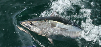 Atlantic Bluefin Tuna (Thunnus thynnus)