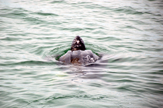 Leatherback turtle taking a breath at the surface