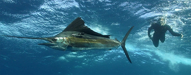 exploring sailfish