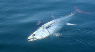 Atlantic Bluefin Tuna (Thunnus thynnus)