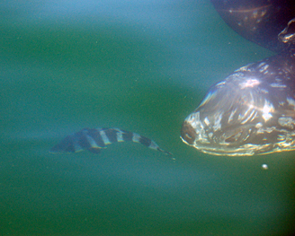Leatherback turtle Ethan
