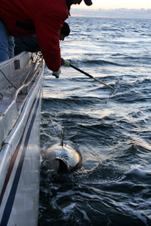 Atlantic Bluefin Tuna Tagging